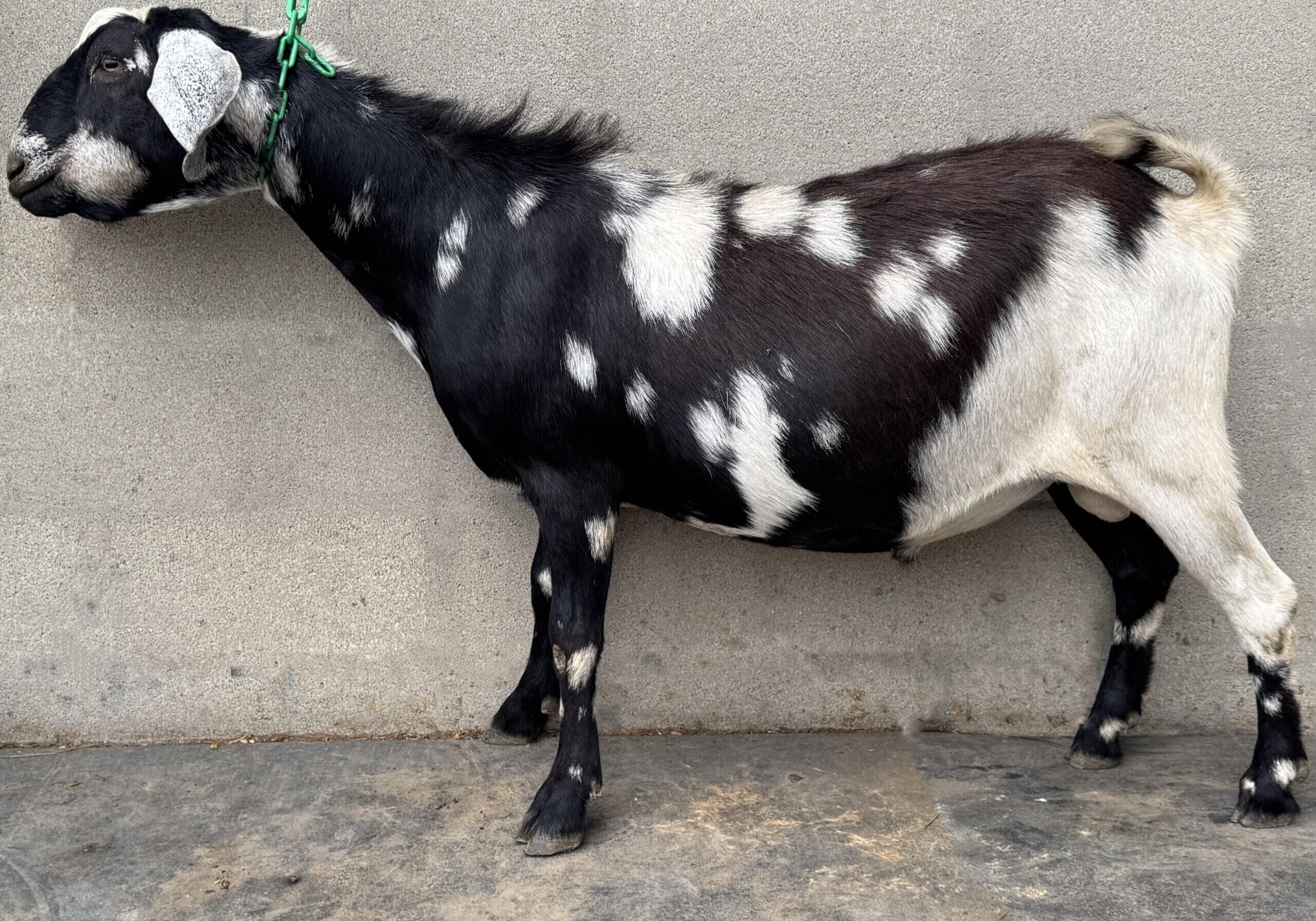 Pongo
