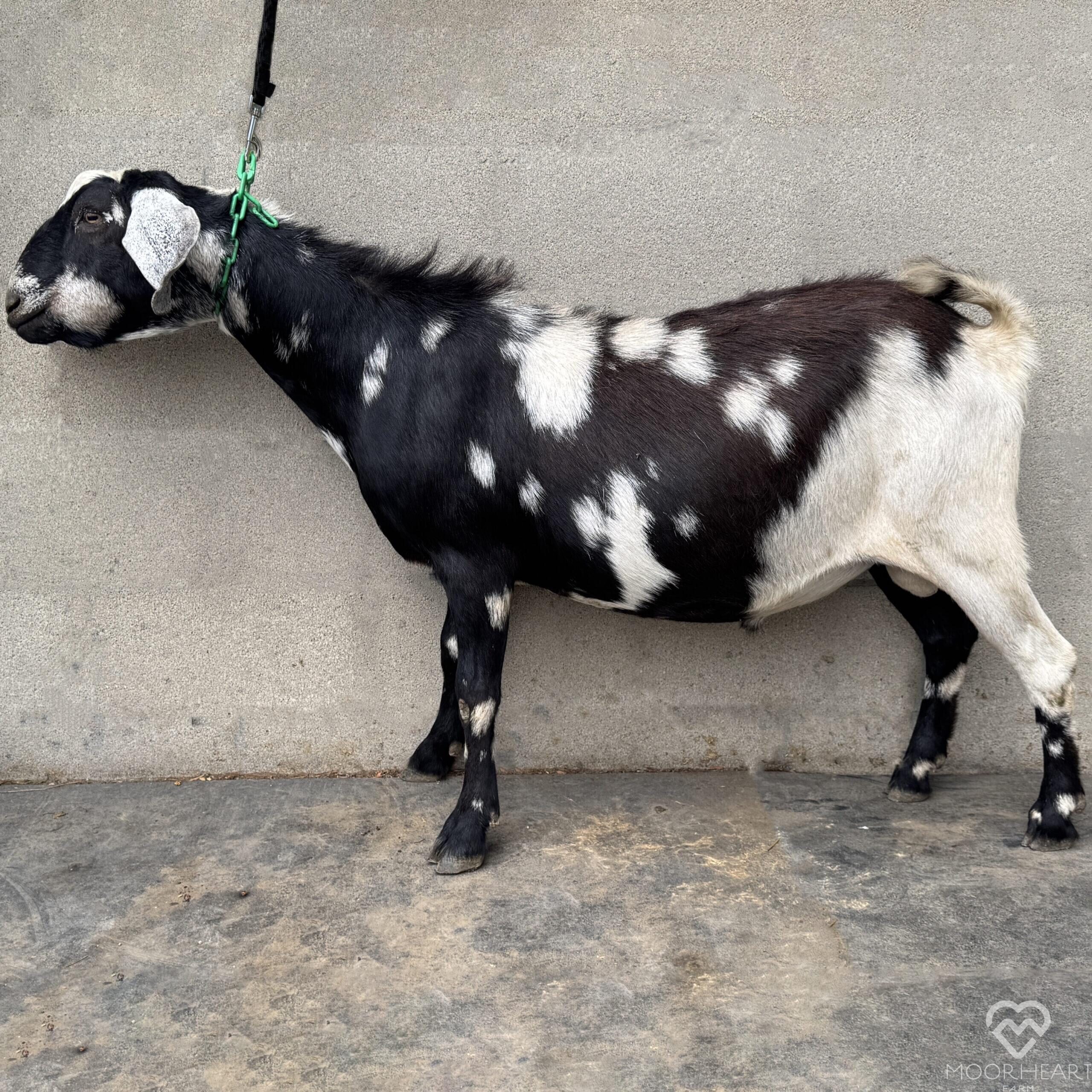 Pongo