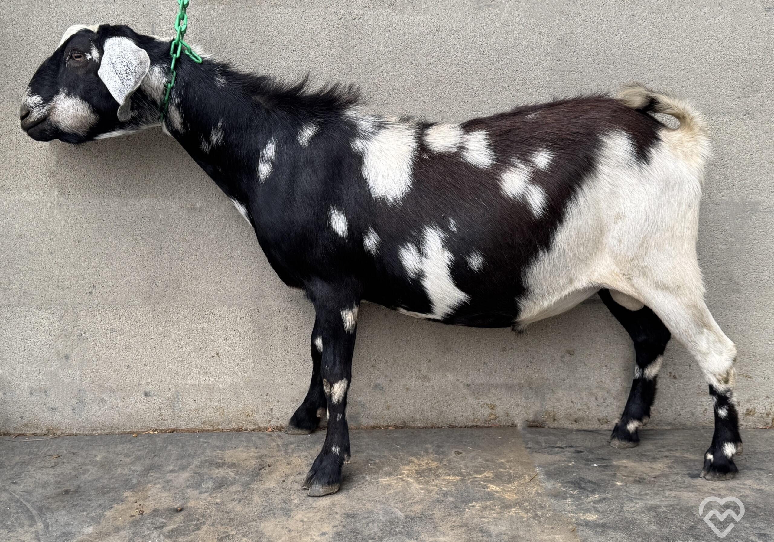 Pongo